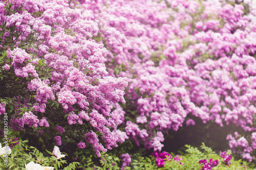 Violet lilac flowers background