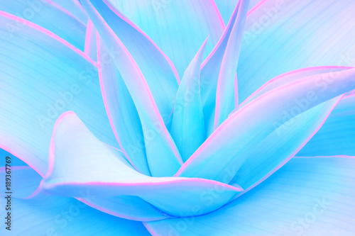 agave leaves in trendy pastel neon colors for minimal design backgrounds
