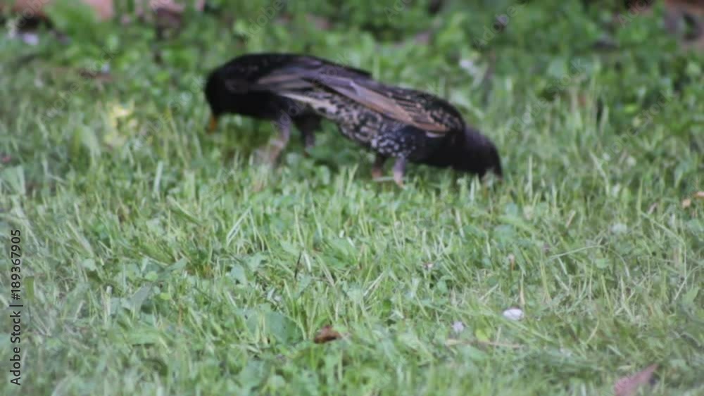 Blackbirds looking for worms on freshly mowed grass Blackbirds looking for worms on freshly mowed grass