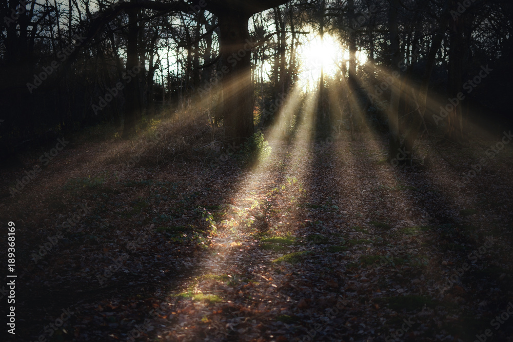Obraz premium sun beams in the forest