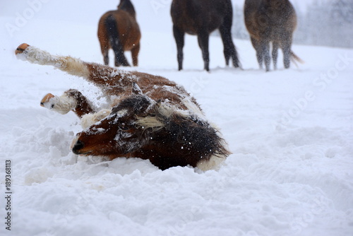 fun in the snow, cute pony rolling in the snow