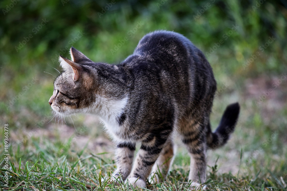 Obraz premium Cute Cat