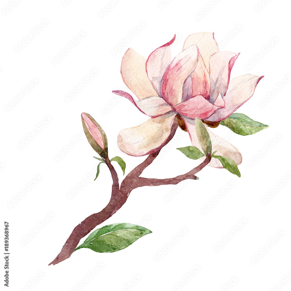 Naklejka premium Watercolor magnolia floral composition