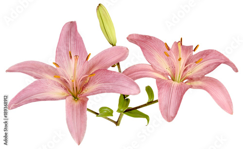 three isolated pink lilies Bud