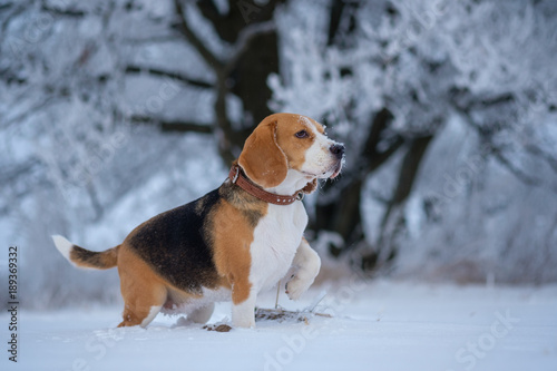 Fototapeta Naklejka Na Ścianę i Meble -  Beagle on a walk in the snowy woods on a winter day
