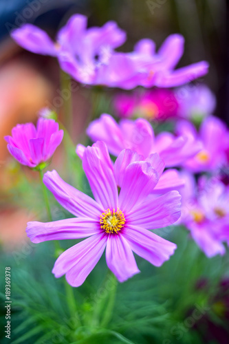 Colourful of flower in the sunlight on day