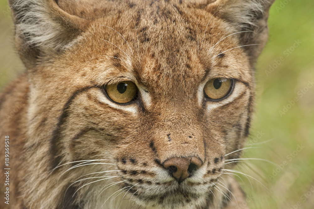 Eurasian lynx Eurasian lynx