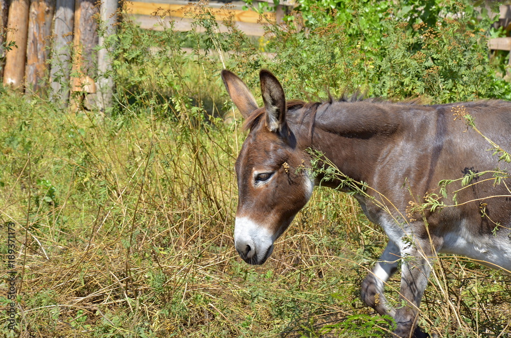 Side portrait of a funny smiling gray donkey in the sun with green grass as background Side portrait of a funny smiling gray donkey in the sun with green grass as background
