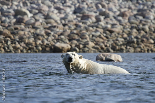 Polar Bear (Ursus Maritimus) swimming in the arctic ocean of Arviat, Nunavut Canada