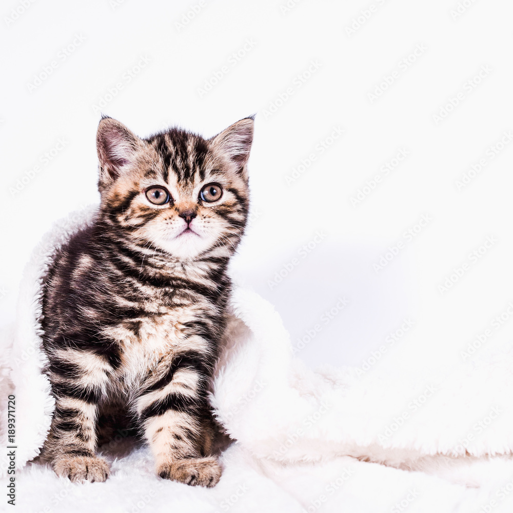 Scottish Straight kitten in a plaid with gift box on white background