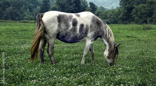 Horse grazing in a field of clover 