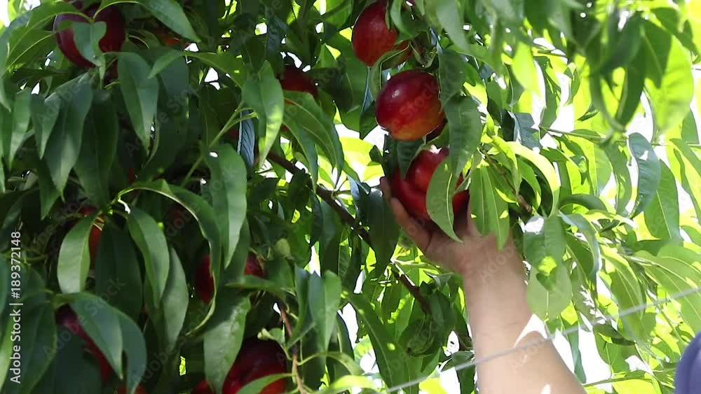 female hand gathering ripe nectarine peach from a peach tree