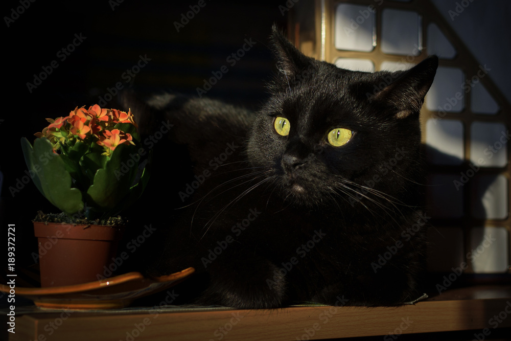 Black cat and a pot of flowers Kalanchoe Stock Photo Adobe Stock