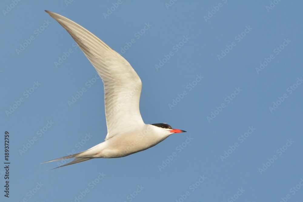 Fototapeta premium Common tern (Sterna hirundo)