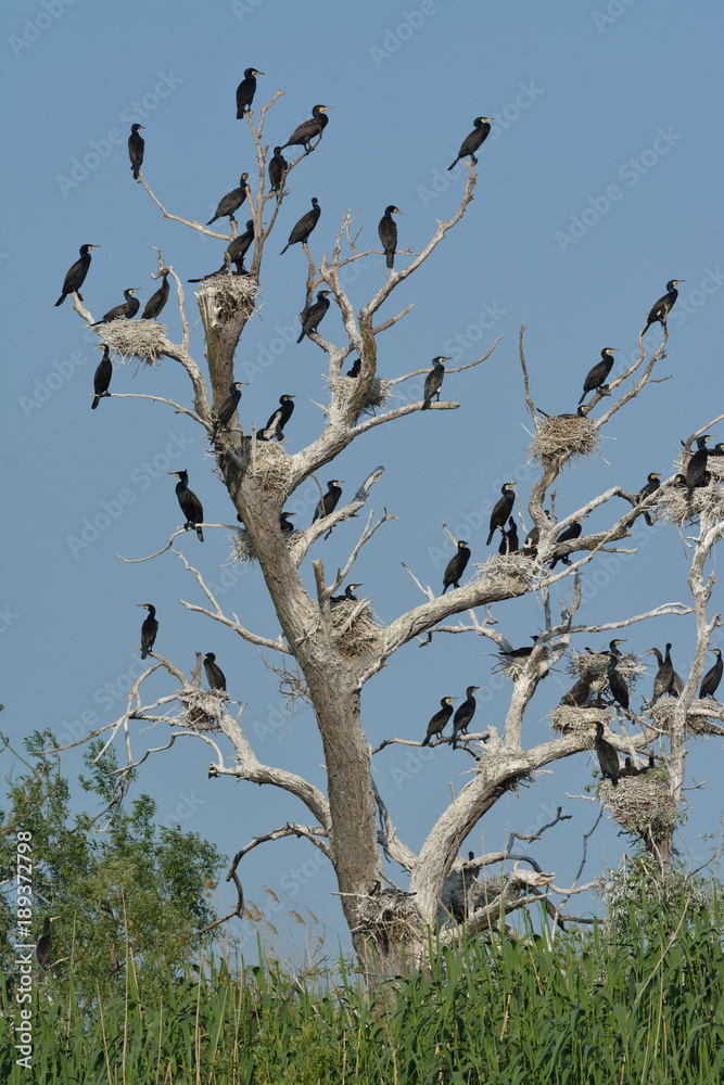 Great cormorant (Phalacrocorax carbo) Great cormorant (Phalacrocorax carbo)