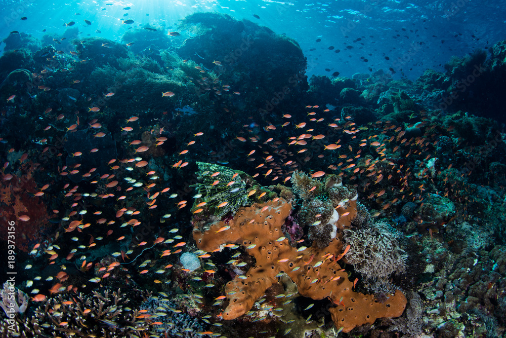 Fototapeta premium Brightly Colored Anthias and Coral Reef in Alor, Indonesia