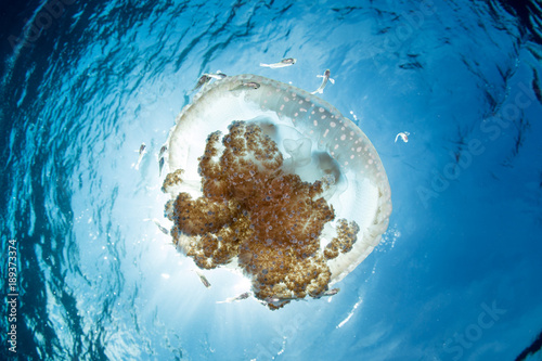 A beautiful jellyfish (Thysanostoma sp.) drifts in oceanic currents near Alor, Indonesia.