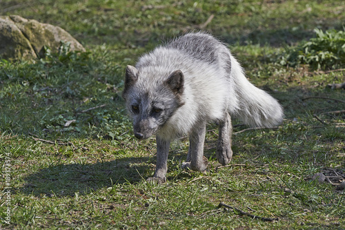 Arctic Fox  Alopex Lagopus 