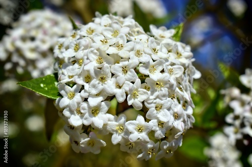 Nature,flowers,environment,parks and gardens concept-white spring and fragrant flower of shrub Viburnum Carlcephalum.