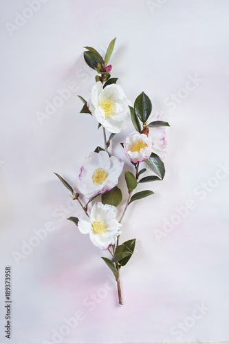 Camellia sassanqua Narumigata