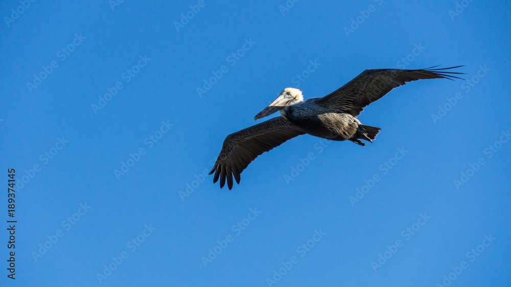 USA, Florida, Majestic flying brown pelican USA, Florida, Majestic flying brown pelican