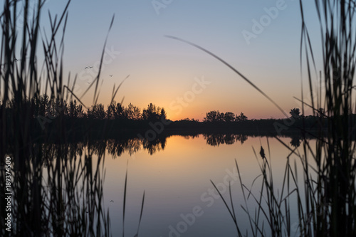Fototapeta Naklejka Na Ścianę i Meble -  Sunrise reflection of water on lake with silhouette trees, grass and cattails and birds flying in the distance perfect morning for fishing
