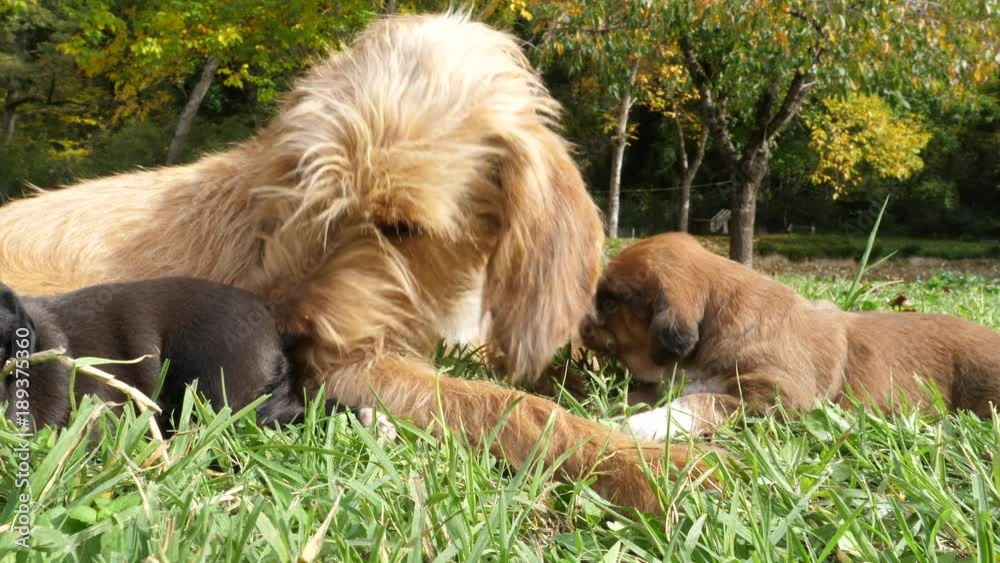 Newborn dog puppies with mother Newborn dog puppies with mother