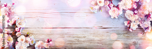 Spring Banner - Pink Blossoms On Wooden Plank