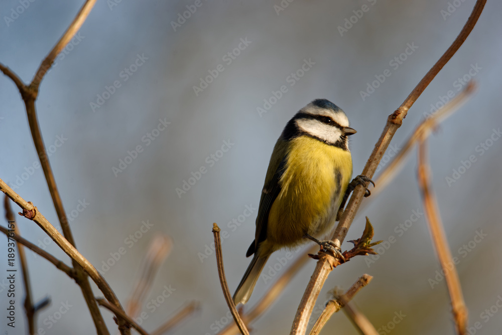 Fototapeta premium Blue Tit