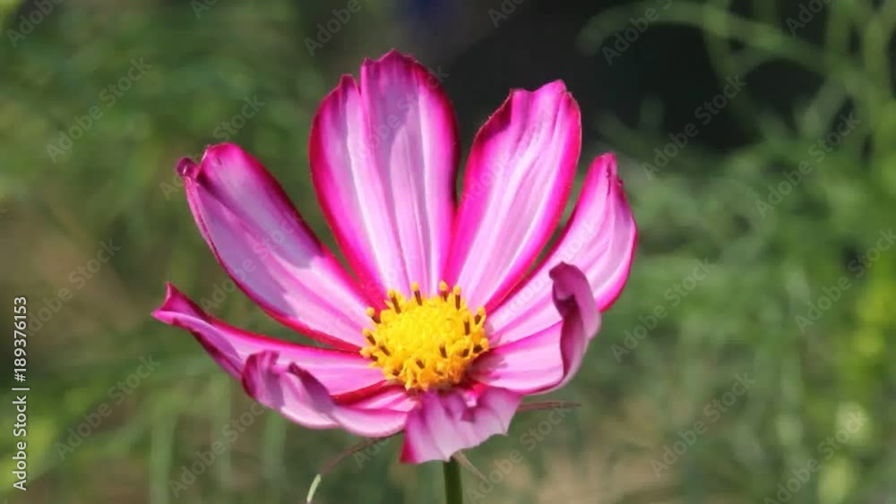 Pink Cosmos in evening.
Last rays of sun in Cosmos were reflected.
Pink Cosmos in evening.
Last rays of sun in Cosmos were reflected.