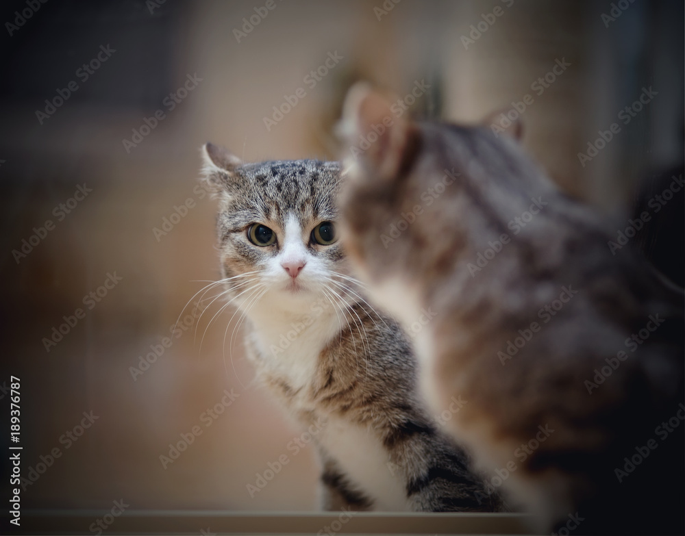 Portrait of a gray striped cat in a mirror.