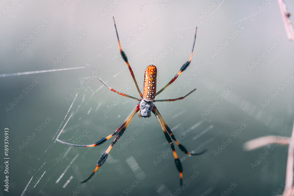 Florida Spider