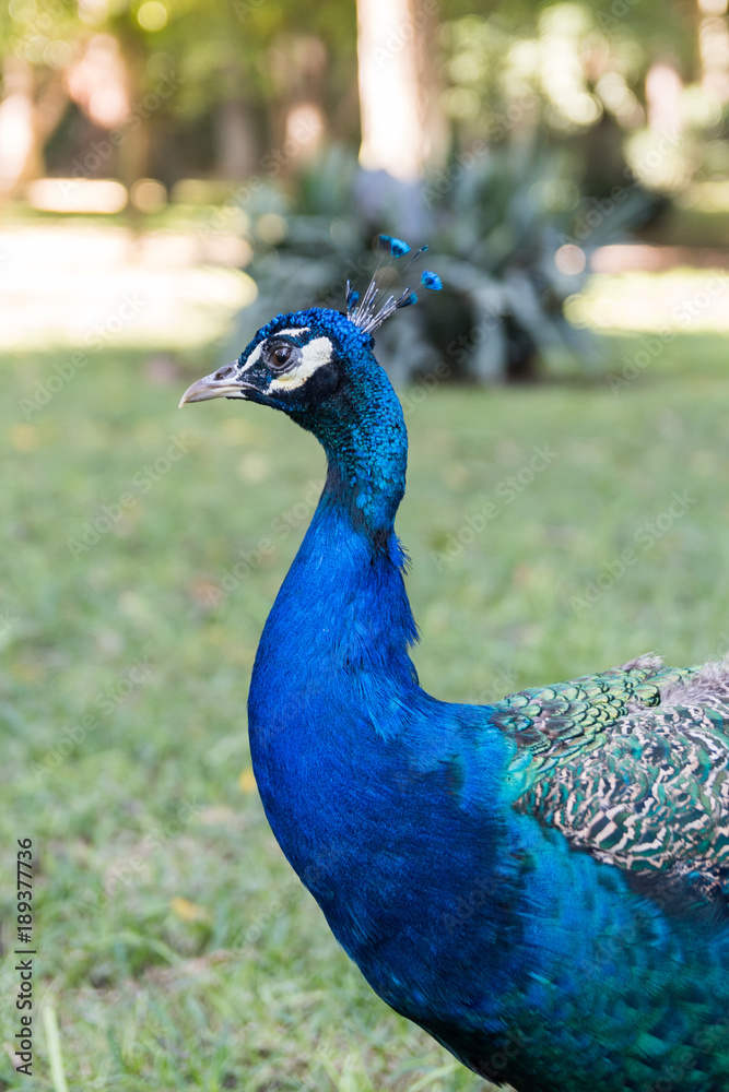 Fototapeta premium Paon dans un parc