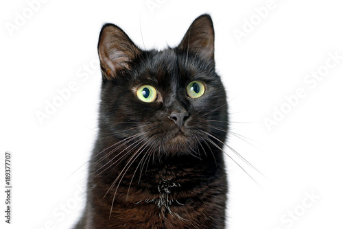 Head of young black cat isolated on white