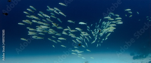 a large school of The yellowfin goatfish, Mulloidichthys vanicolensis, are swimming in a coral reef, WAKATOBI, Indonesia