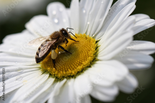 Biene auf Margeritenblüte © pw-fotografie