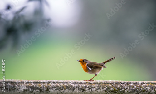 Erithacus rubecula photo