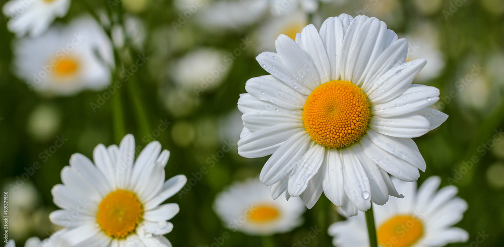 Obraz premium Margeriten im Sommer als Banner