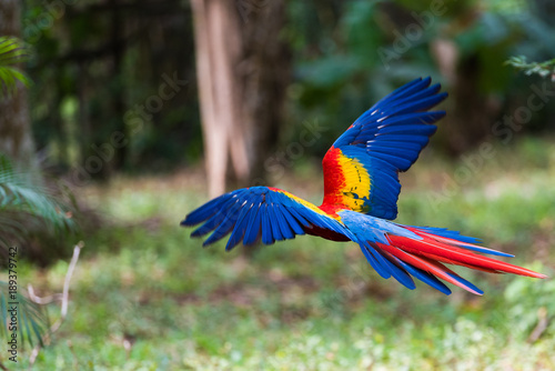 Scarlet Macaw in Flight © Derek