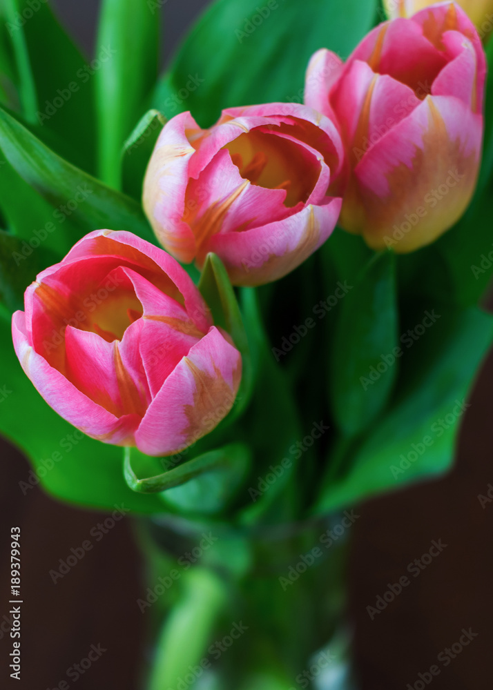 Fototapeta premium Three Pretty Pink Tulips Arranged in a Vase