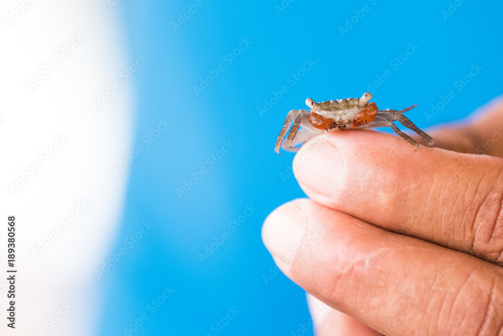 Baby Crab on Fingertip