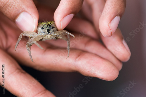 Man Hand Holding Baby Crab