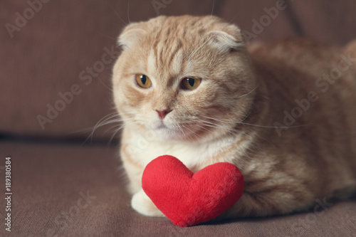 Red scottishfold cat and plush red heart photo