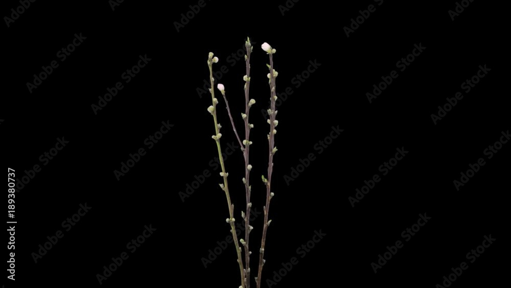 Time-lapse of growing, opening and rotating peach (Prunus Persica) tree branches 1b1 in PNG+ format with ALPHA transparency channel isolated on black background
Time-lapse of growing, opening and rotating peach (Prunus Persica) tree branches 1b1 in PNG+ format with ALPHA transparency channel isolated on black background