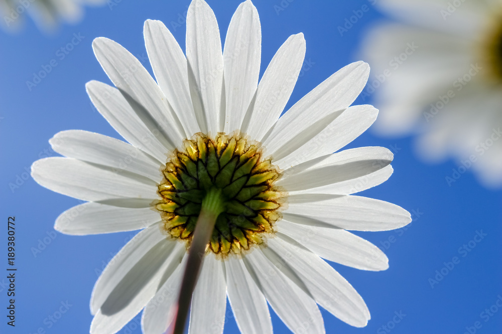 Margeritenblüte von unten mit blauem Himmel Margeritenblüte von unten mit blauem Himmel