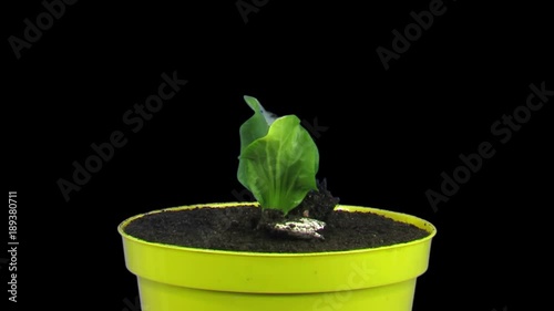 Time-lapse of germinating, growing and rotating pumpkin seeds 1x3 in RGB + ALPHA matte format isolated on black background
 photo