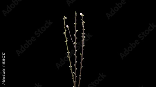 Time-lapse of growing, opening and rotating peach (Prunus Persica) tree branches 1b1 in PNG+ format with ALPHA transparency channel isolated on black background
 photo