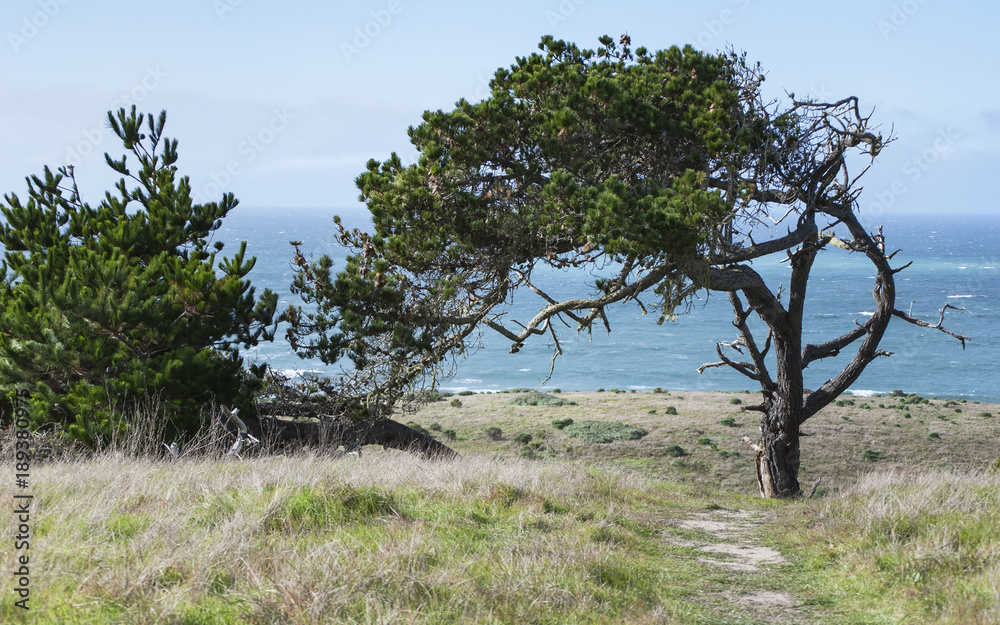Monterey pine tree on Central California Coast