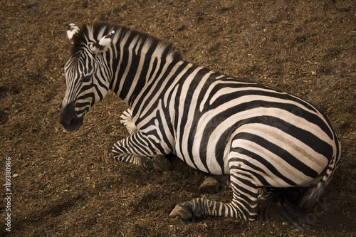 Lying Zebra