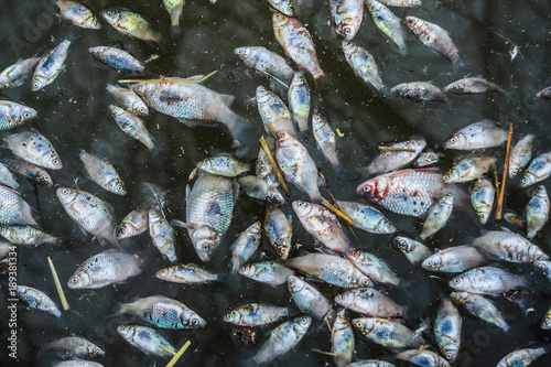 Dead fishes - poisoned fishes - cyanide pollution